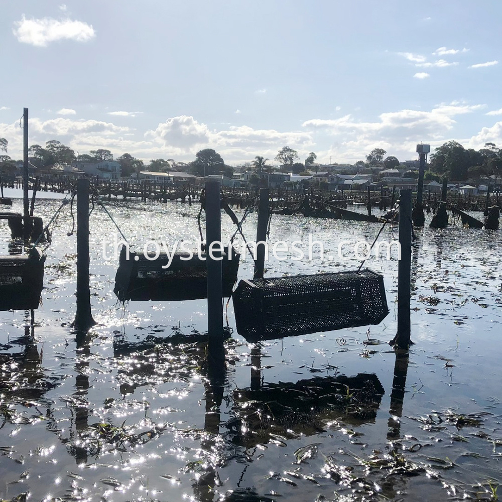 Oyster Cradle Rolling Culture Usage (2)